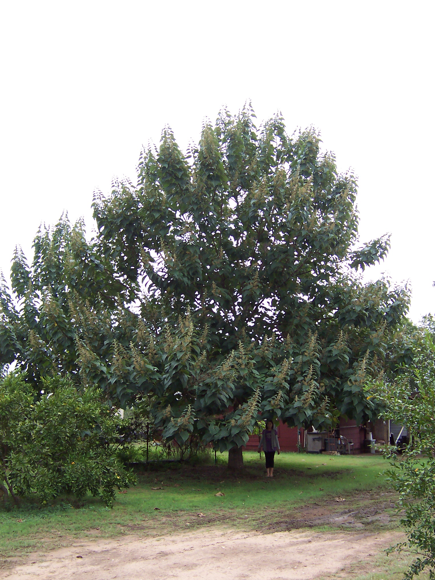 This Empress Tree was 6yrs old when this picture was taken