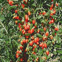 Goji Bush - Copy