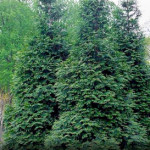 Thuja Green-Giant-Arborvitae